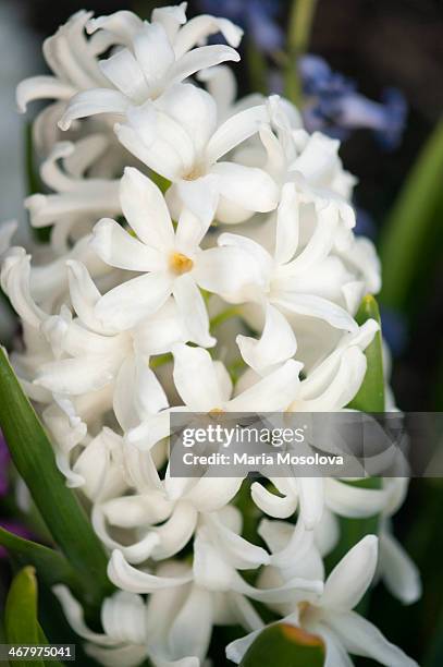 white hyacinth blossom - hyacinth stock pictures, royalty-free photos & images