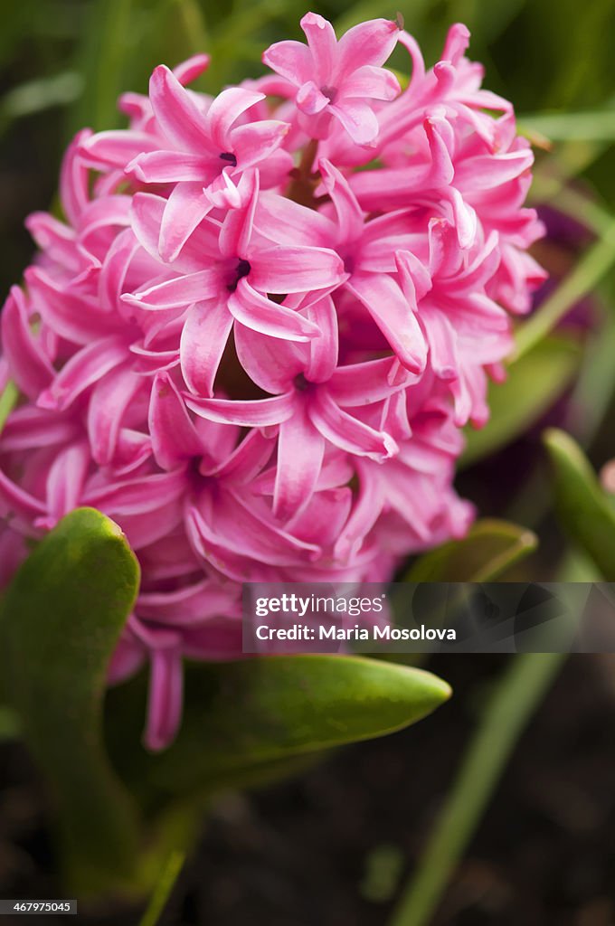Pink Hyacinth Blossom