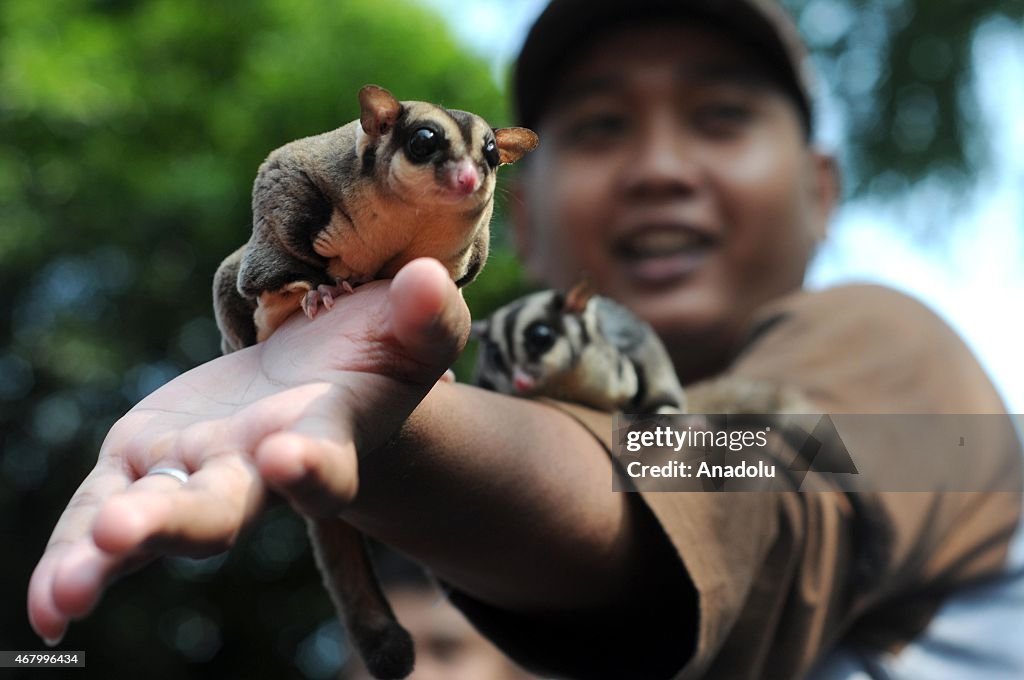 Sugar Glider Pet Community in Indonesia