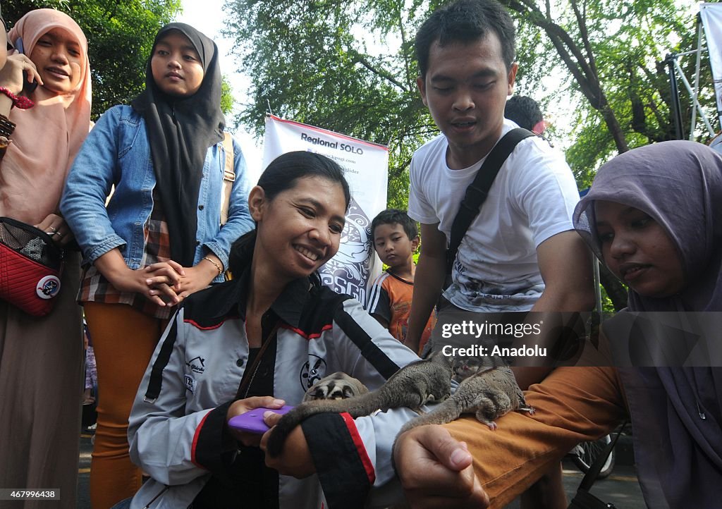 Sugar Glider Pet Community in Indonesia