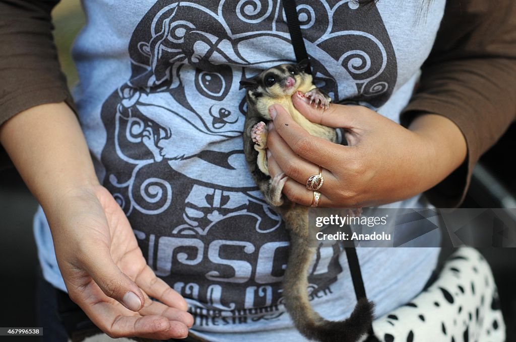 Sugar Glider Pet Community in Indonesia