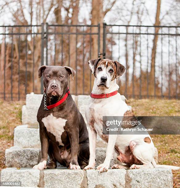 pit bulls on a step - norwalk ct stock pictures, royalty-free photos & images