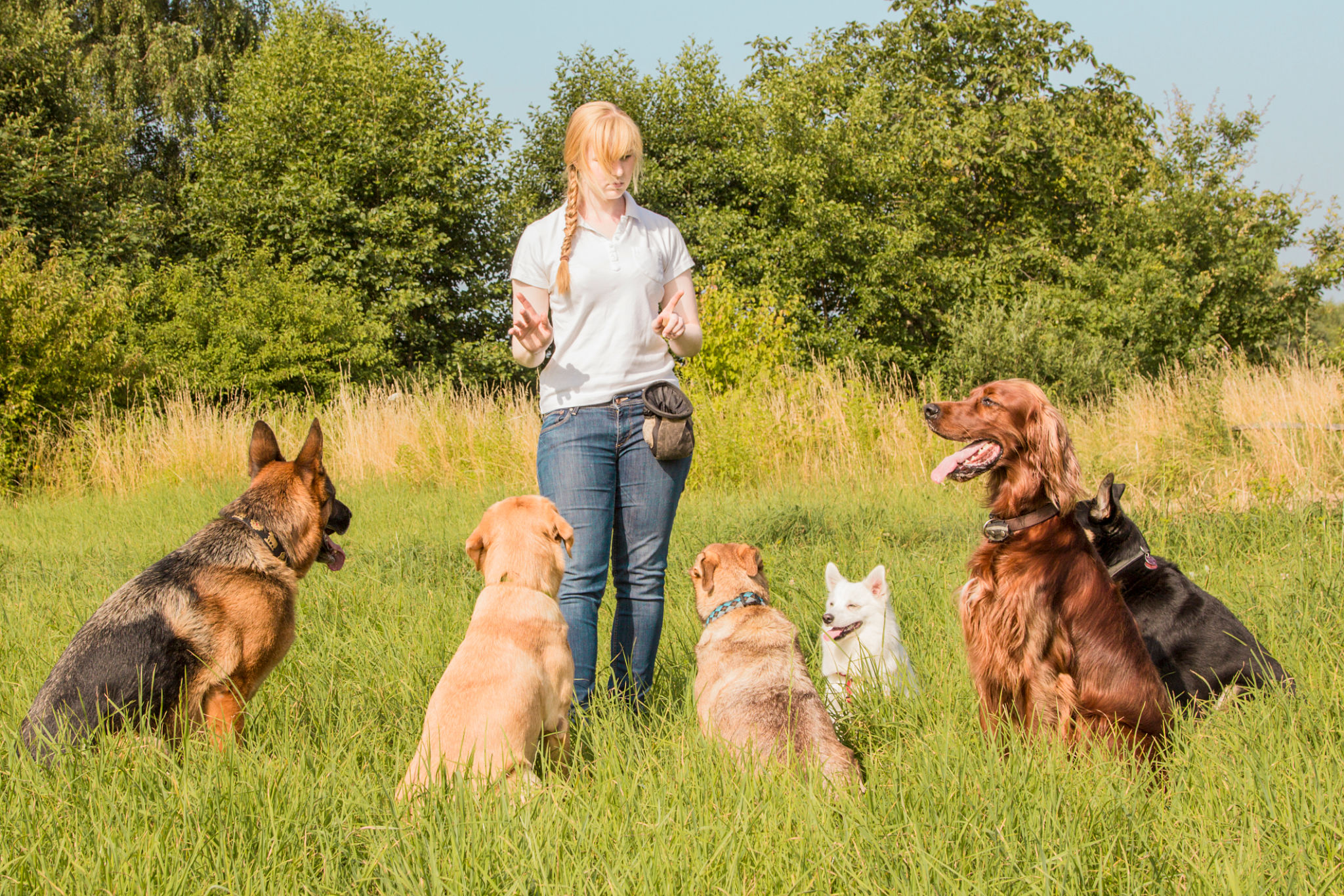 Dog trainer teaching dogs Dog trainer teaching dogs