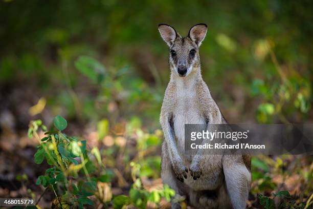 agile or sandy wallaby (macropus agilis) - wallaby stock-fotos und bilder