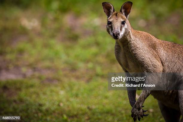 wallaby at bamurru - wallaby stockfoto's en -beelden