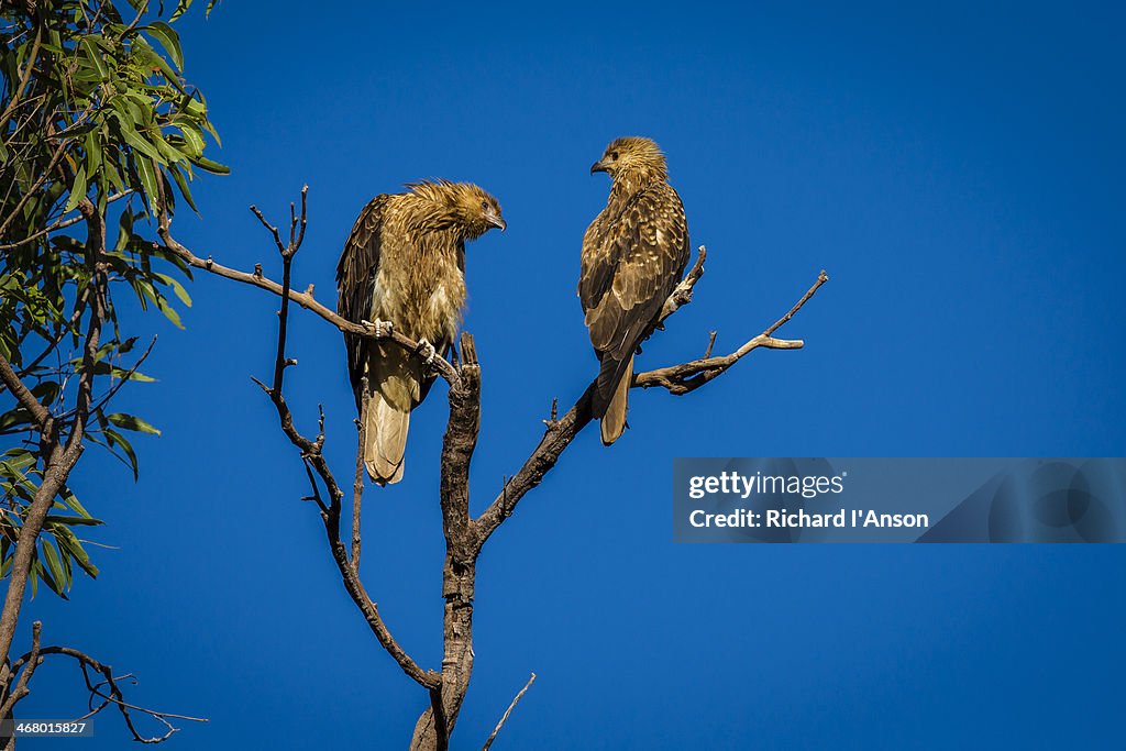 Pair of juvenile Whistling Kites