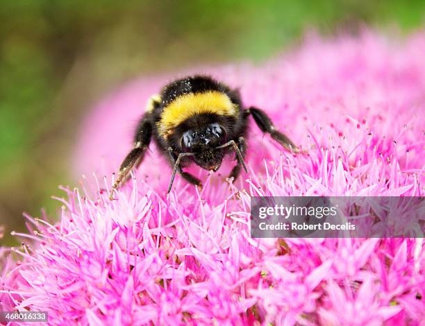 bee collecting pollen from alium flower - alium stock pictures, royalty-free photos & images