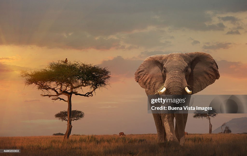 Giant Male  elephant (Loxodonta africana) at sunse