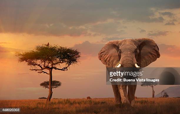 giant male  elephant (loxodonta africana) at sunse - dieren in het wild stockfoto's en -beelden