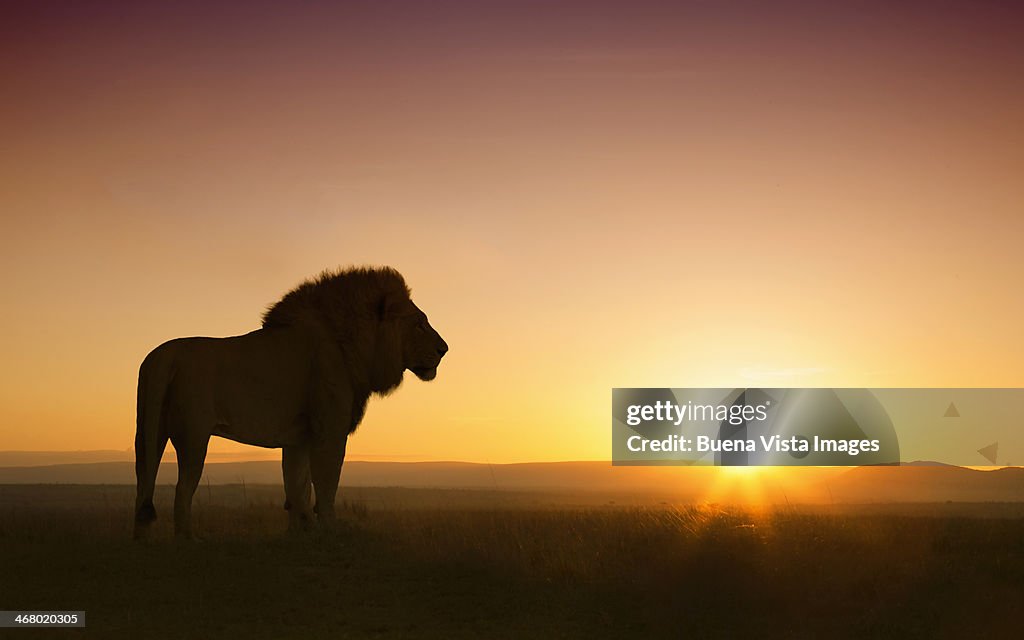 Silhouette of a leon (Panthera Leo) at sunset