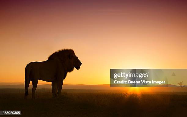 silhouette of a leon (panthera leo) at sunset - masai mara national reserve stock-fotos und bilder