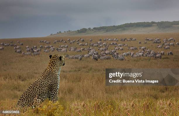 leopard (panthera pardus) watching zebras - african leopard photos et images de collection