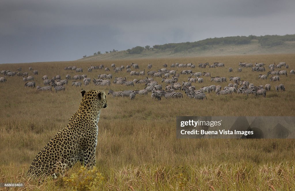 Leopard (Panthera pardus) watching zebras