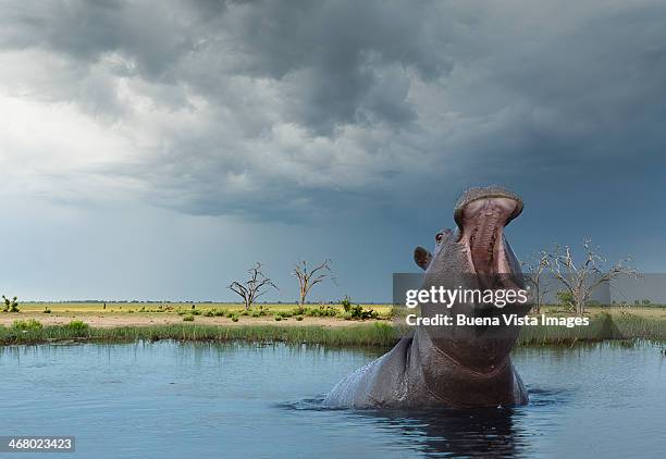 yawning hippo (hippoptamus amphibius) - animales salvajes fotografías e imágenes de stock