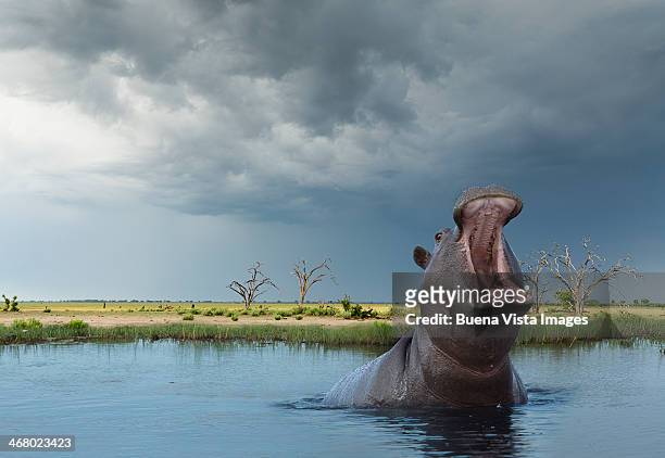 yawning hippo (hippoptamus amphibius) - animals in the wild foto e immagini stock