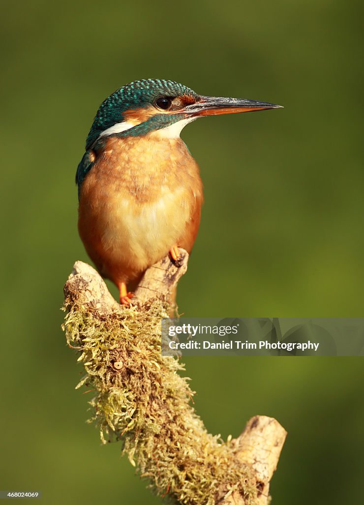 Kingfisher Perched on a Mossy Log