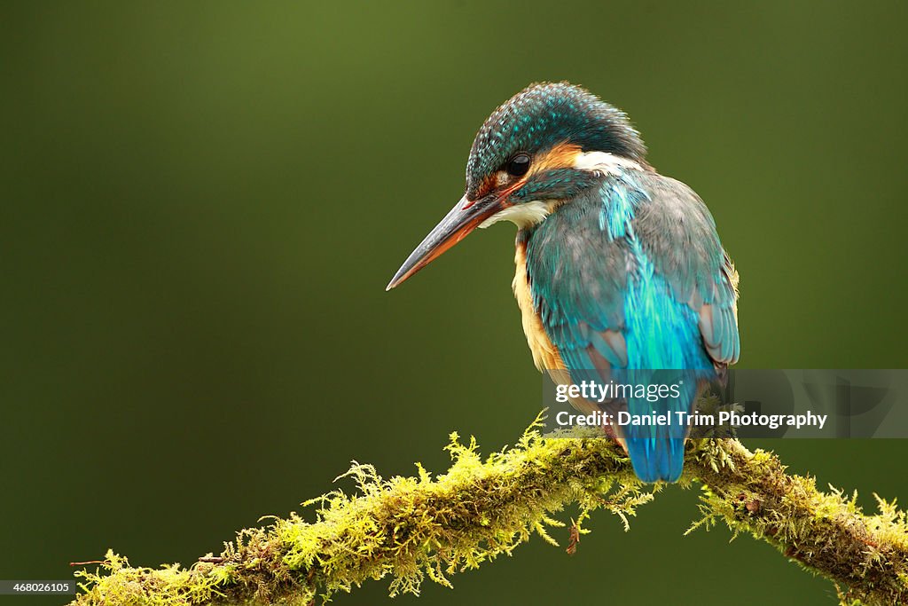 Kingfisher