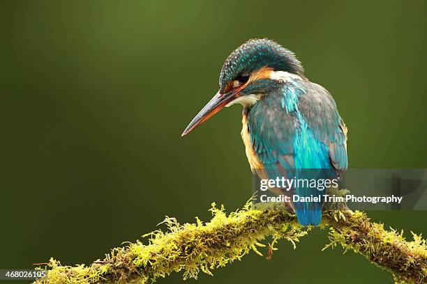 kingfisher - water bird imagens e fotografias de stock