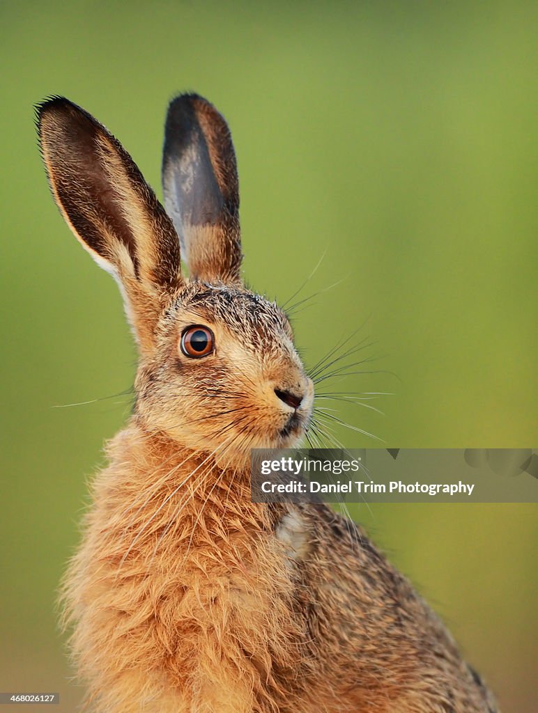 European Brown Hare Leveret