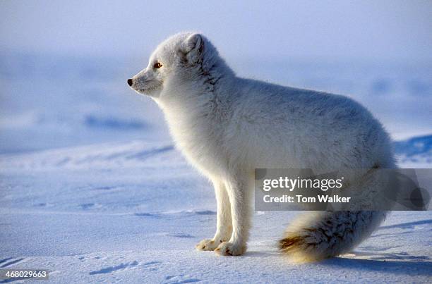 arctic fox - nunivak island stock pictures, royalty-free photos & images