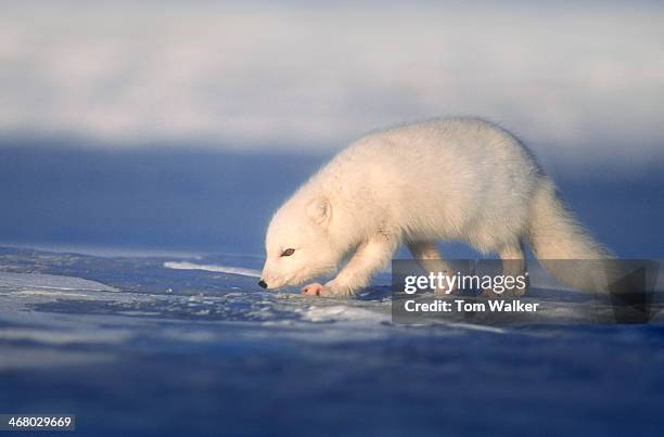 arctic fox - nunivak island stock pictures, royalty-free photos & images