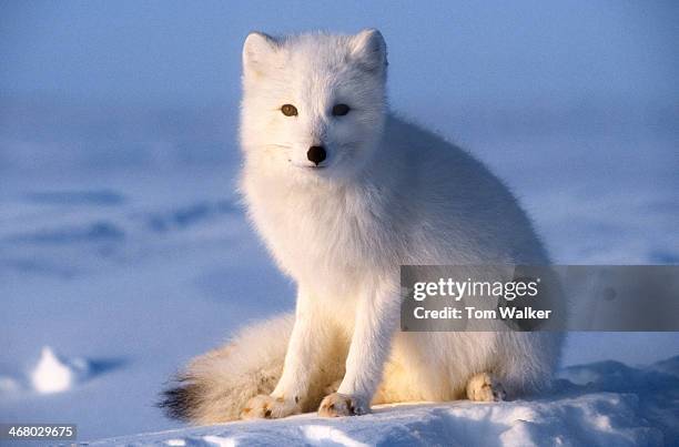 arctic fox - nunivak island stock pictures, royalty-free photos & images