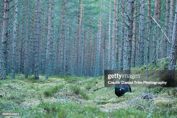 capercaillie in habitat - tetrao urogallus stock pictures, royalty-free photos & images
