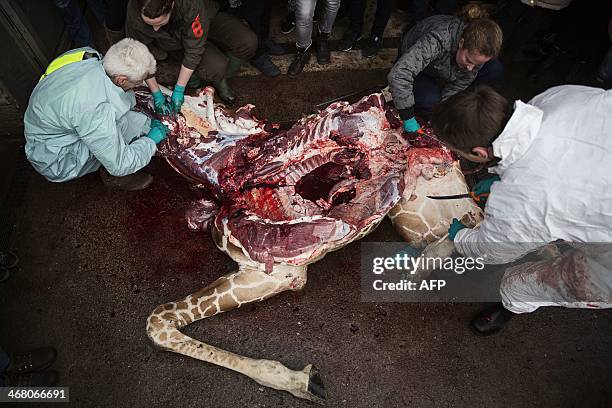 In full view of the general public a zoo vet carries out a dissection on a perfectly healthy young giraffe named Marius who was shot dead and at...