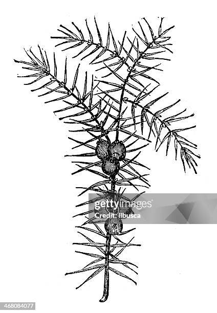 antique illustration of juniperus communis (common juniper) - juniperus communis stock illustrations