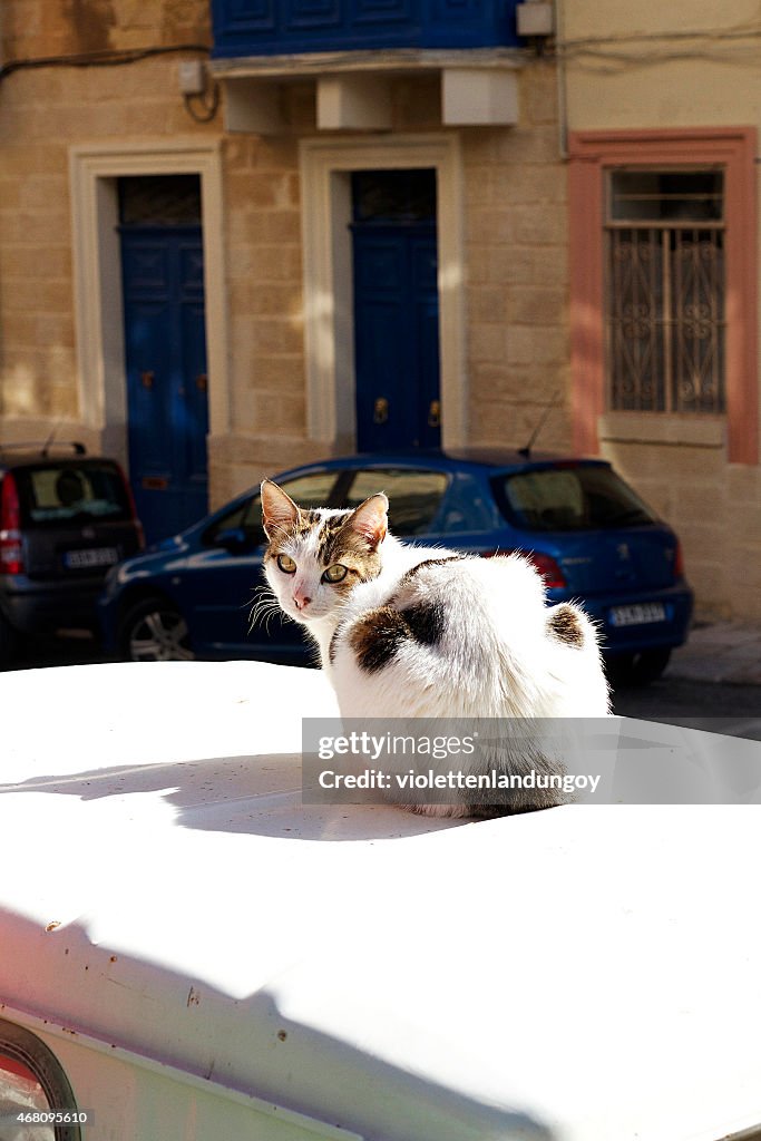 Cat in Valletta, Malta