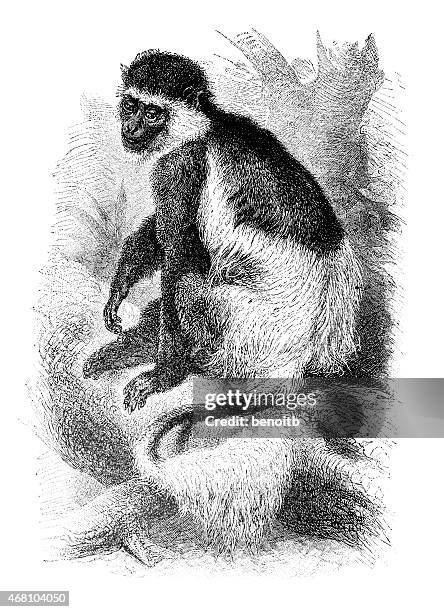 mantled guereza - black and white colobus stock illustrations
