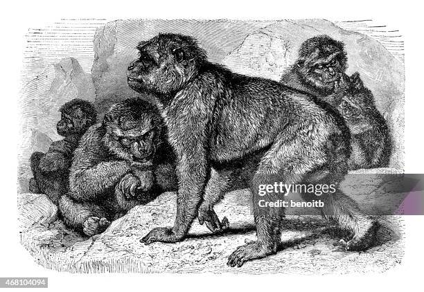 barbary macaque - macaque stock illustrations