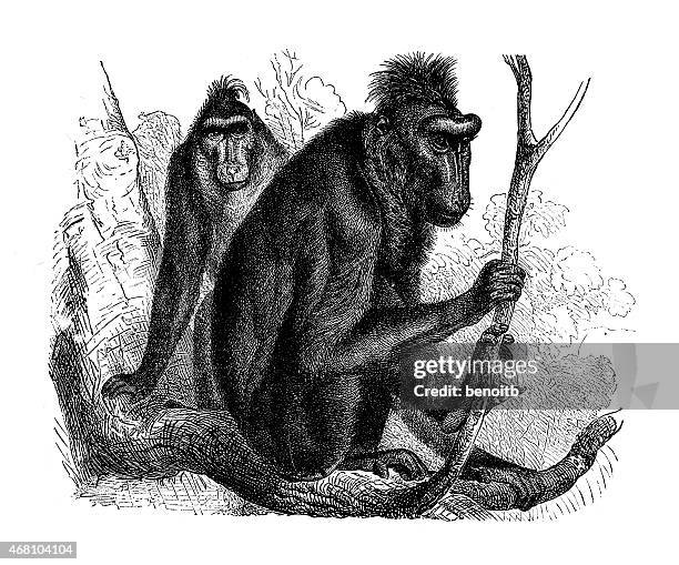 celebes crested macaque - macaque stock illustrations