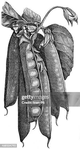 ilustraciones, imágenes clip art, dibujos animados e iconos de stock de guisante - arveja