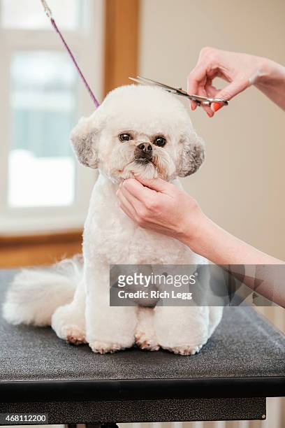 în afară de salvare mozaic  1,215 Dog Hair Cut Photos and Premium High Res Pictures - Getty Images