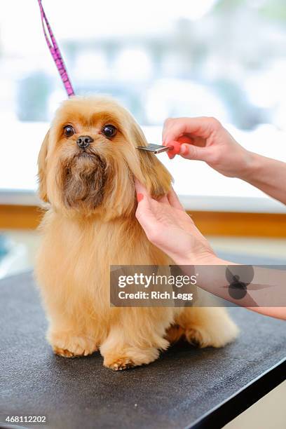 professional dog groomer in a pet salon - shih tzu stock pictures, royalty-free photos & images