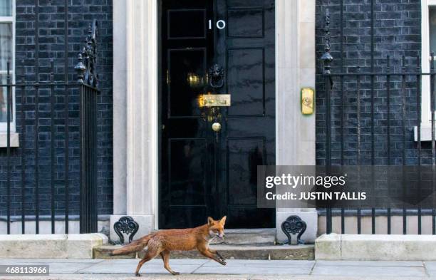 Fox runs past the door of 10 Downing Street in London on March 30, 2015. British Prime Minister David Cameron will on March 30 ask Queen Elizabeth II...