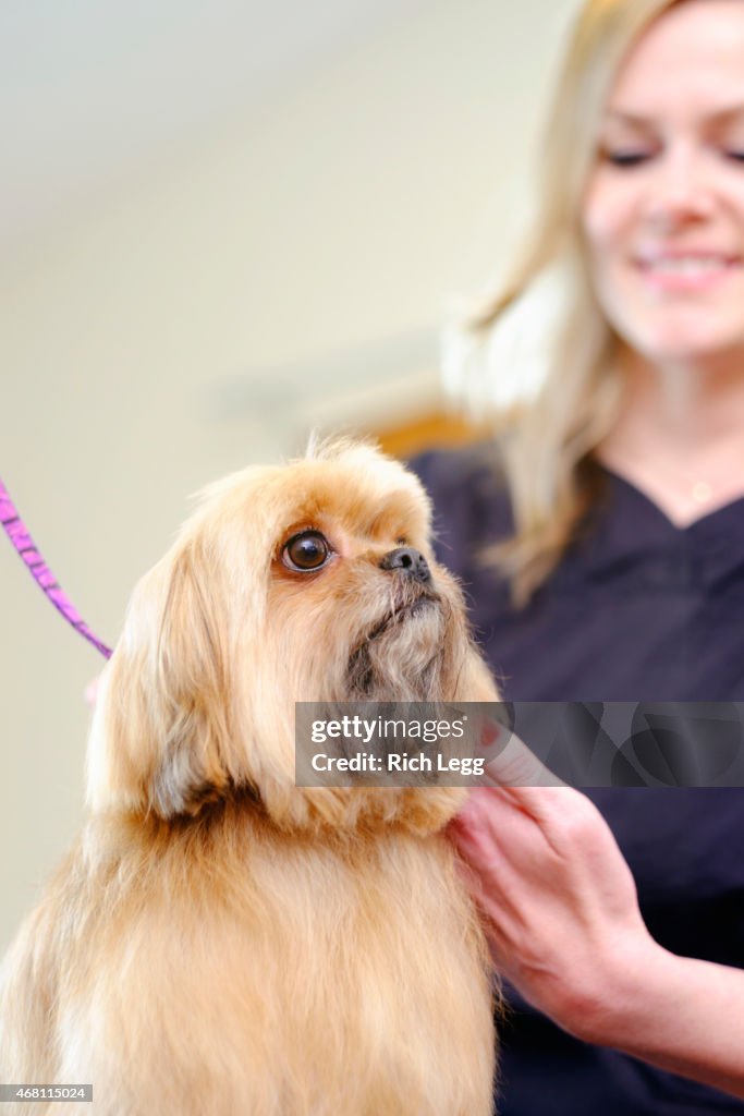 Professional Dog Groomer in a Pet Salon