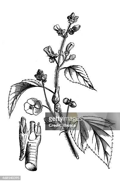 ilustraciones, imágenes clip art, dibujos animados e iconos de stock de anticuario ilustración de althaea officinalis (de malvavisco, malvavisco común de malvavisco) - malva