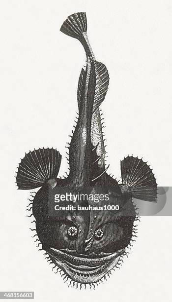 seeteufel gravur - monkfish stock-grafiken, -clipart, -cartoons und -symbole
