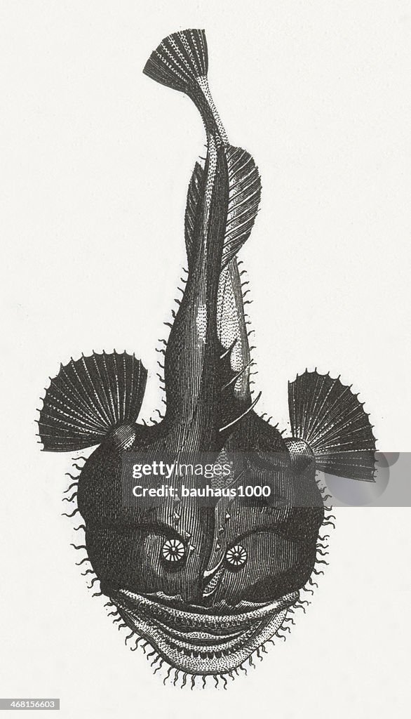 Monkfish Engraving