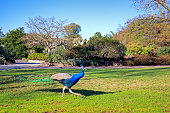 Free Run Peacock