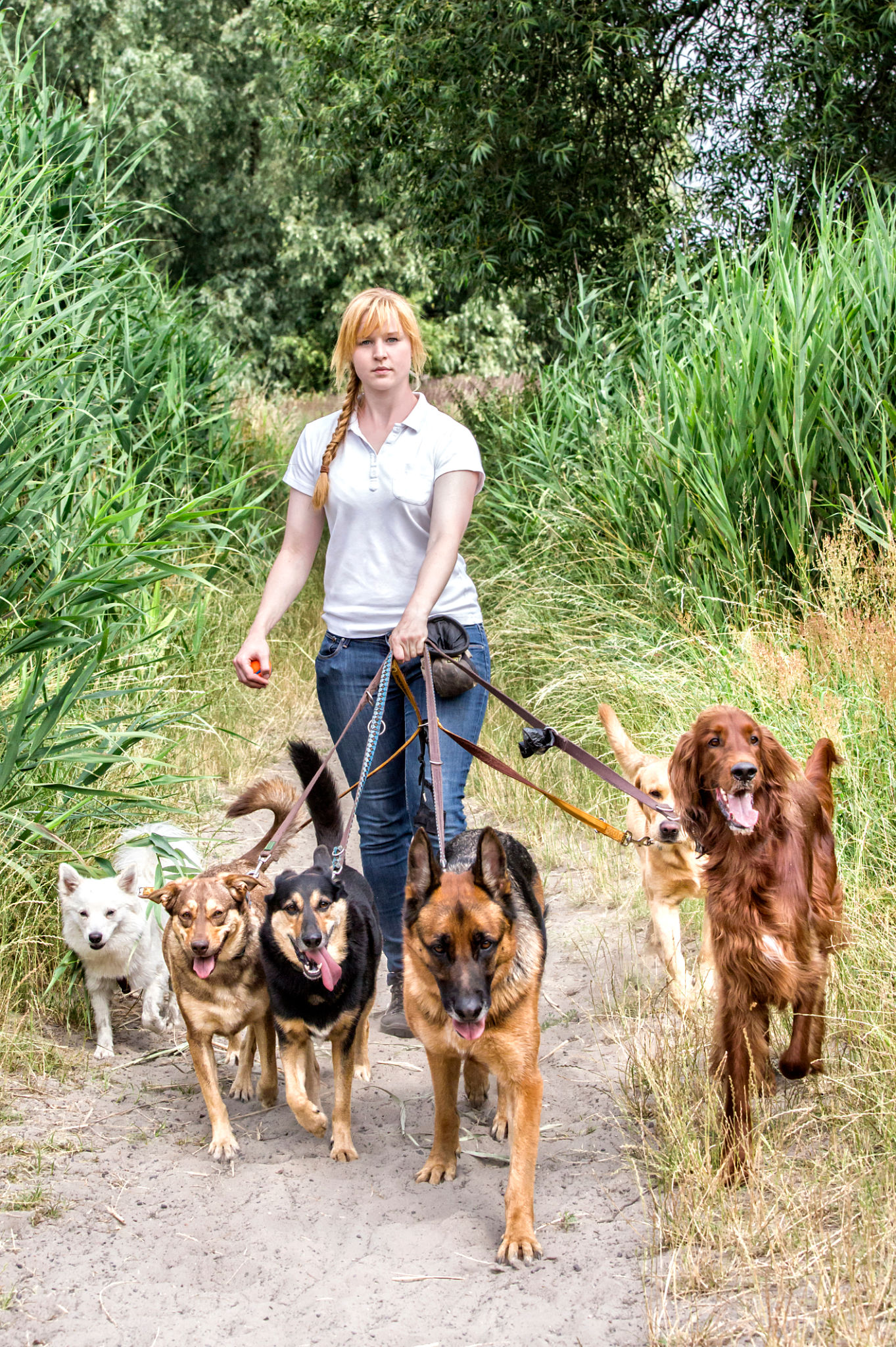 dog walker experience