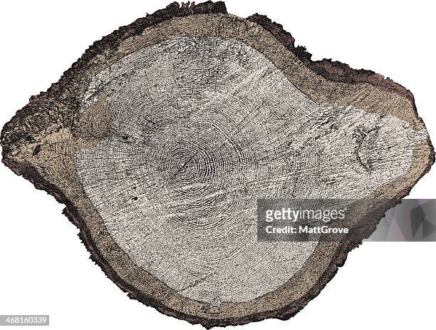 tree x-section - tree rings stock illustrations