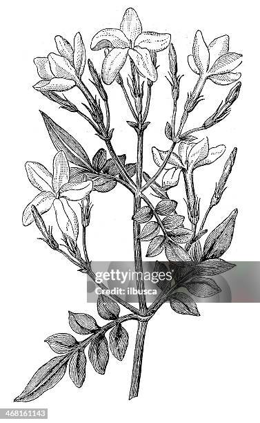 antikes illustration jasminum grandiflorum (spanischer jasmin, royal jasmine) - jasmine flower stock-grafiken, -clipart, -cartoons und -symbole