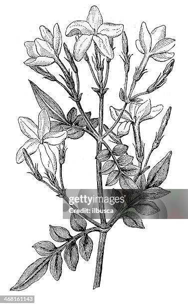 114点のジャスミン 花イラスト素材 Getty Images 114点のジャスミン 花イラスト素材 Getty Images