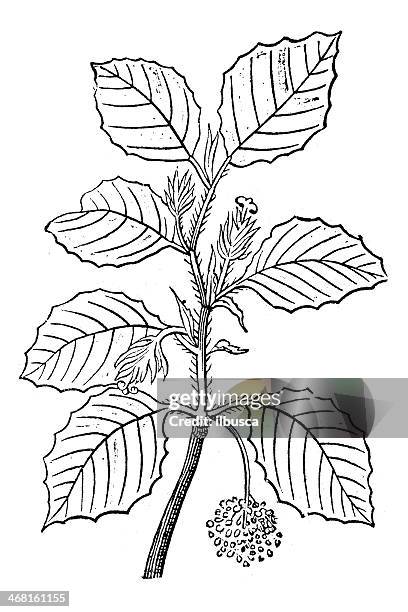 antikes illustration fagus sylvatica (gemeine buche oder gemeinsame buche) - beach tree stock-grafiken, -clipart, -cartoons und -symbole