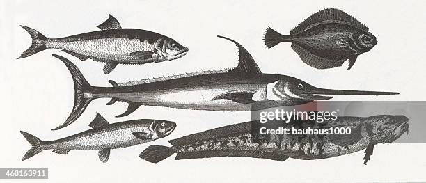 stockillustraties, clipart, cartoons en iconen met fish engraving - sole