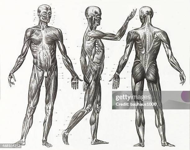 der muskeln und sehnen gravur - diagram of the human body stock-grafiken, -clipart, -cartoons und -symbole