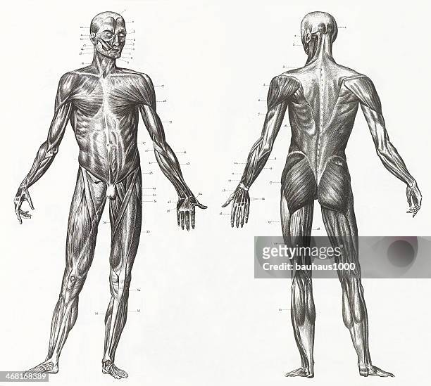 illustrazioni stock, clip art, cartoni animati e icone di tendenza di uomo dei muscoli e dei legamenti incisione - parte del corpo umano